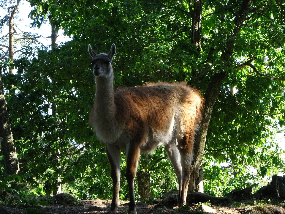 Lama im Dyreparken